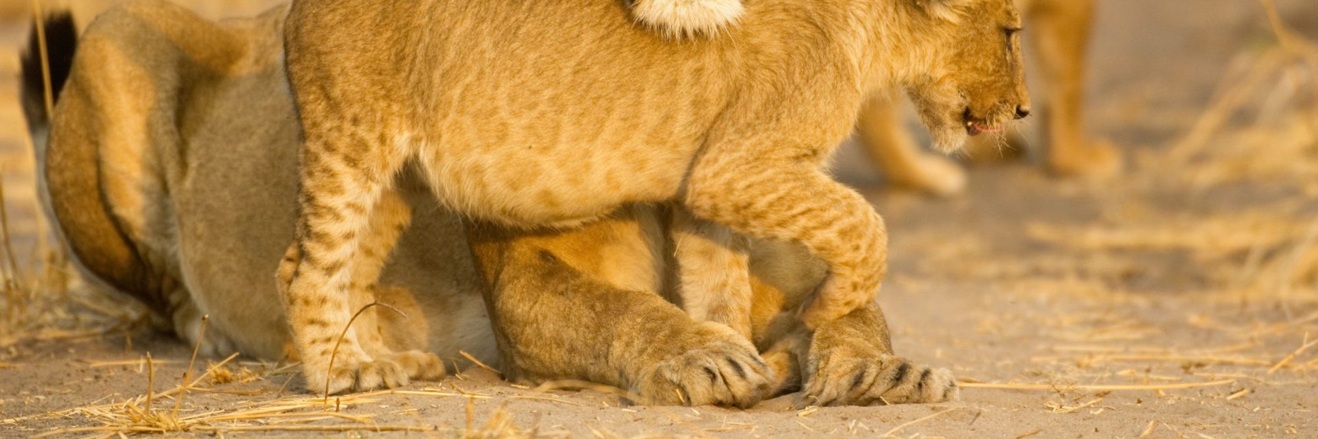 Katavi National Park, Tanzania
Lioness (Panthera leo) resting chin on cub's back - stock photo

