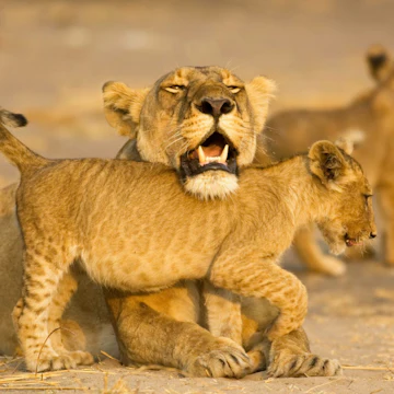 Katavi National Park, Tanzania
Lioness (Panthera leo) resting chin on cub's back - stock photo
