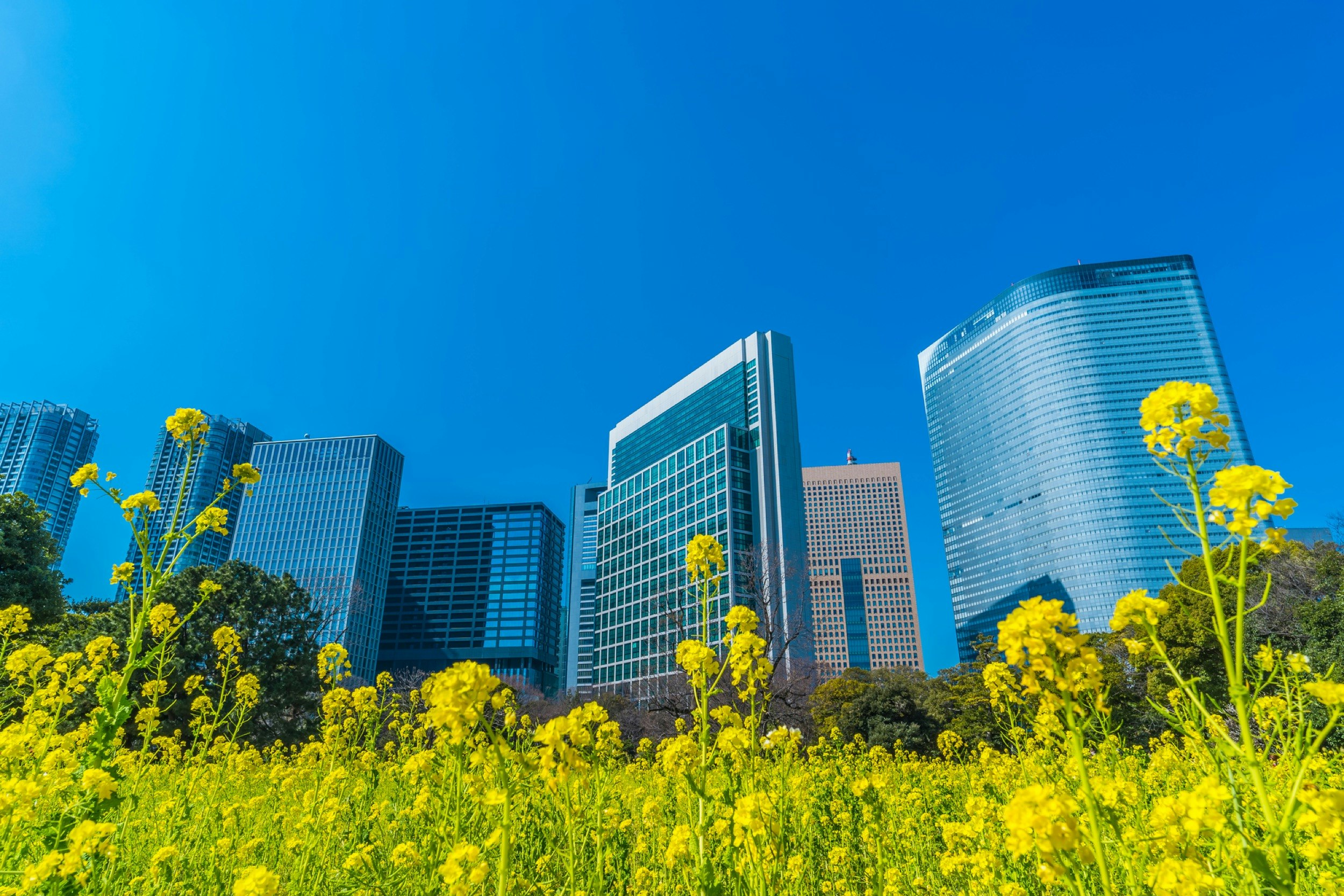 Tokyo_Osaka_Gems_Hama-rikyu_Onshi-teien_Flowers.jpg