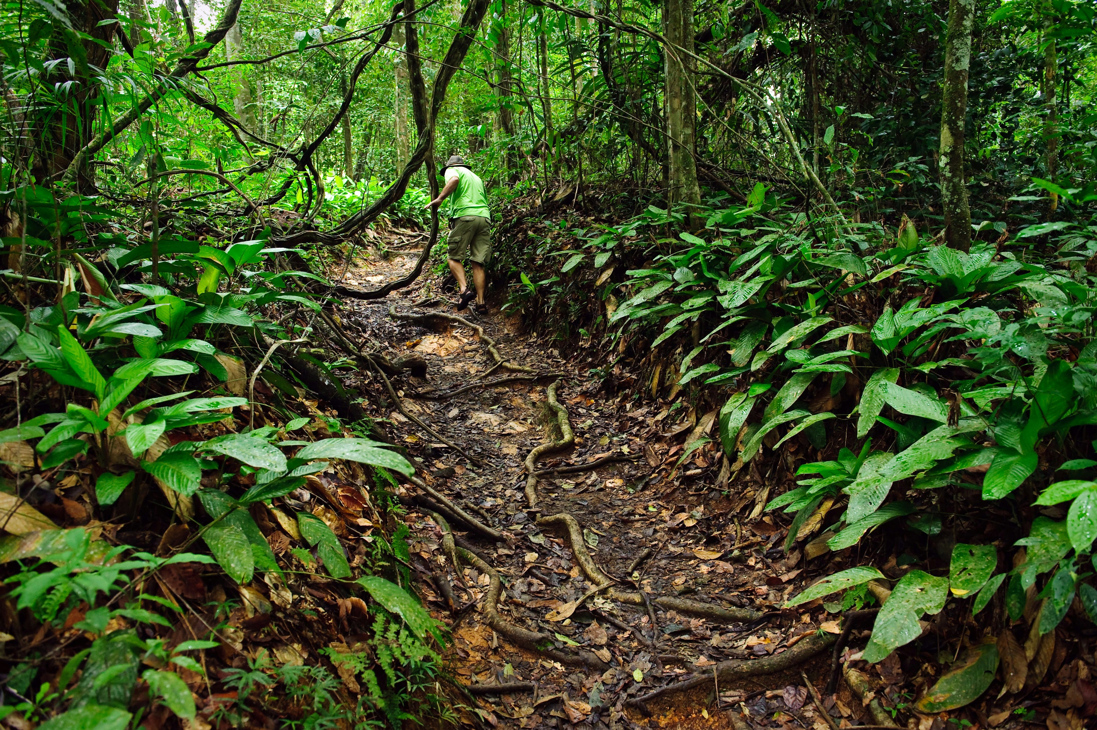 A tourist avoiding jungle vines as he explores a jungle path at the Asa Wright Nature Centre, Trinidad,  Trinidad & Tobago
Asa Wright Nature Centre, Trinidad, Trinidad & Tobago - stock photo
