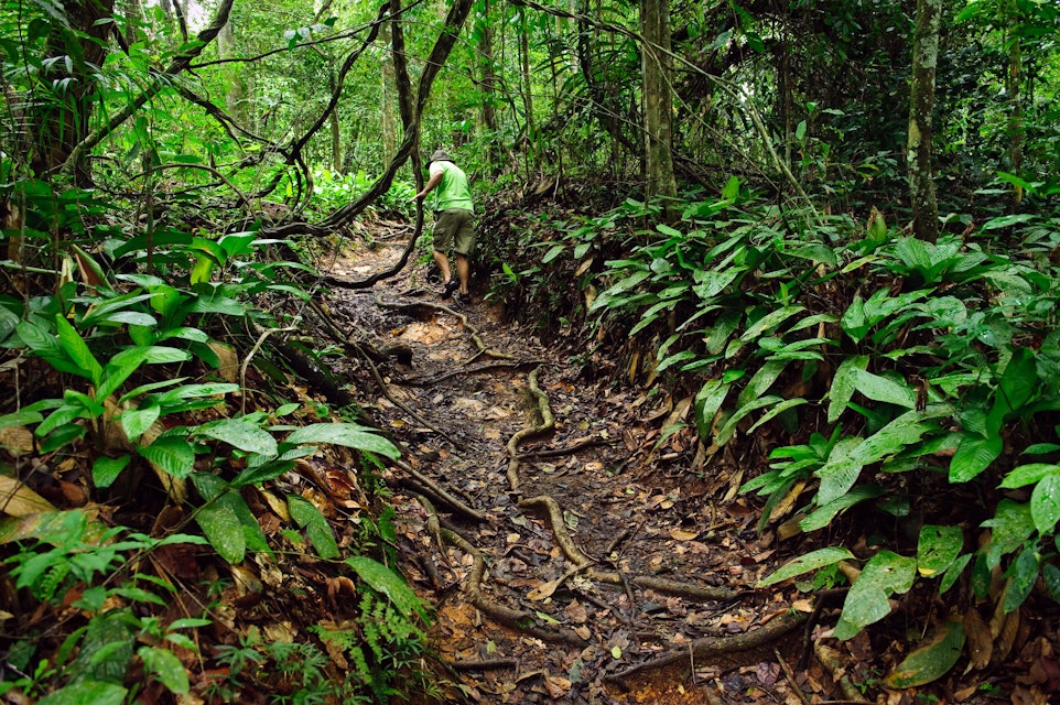 A tourist avoiding jungle vines as he explores a jungle path at the Asa Wright Nature Centre, Trinidad,  Trinidad & Tobago
Asa Wright Nature Centre, Trinidad, Trinidad & Tobago - stock photo

