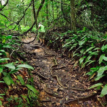 A tourist avoiding jungle vines as he explores a jungle path at the Asa Wright Nature Centre, Trinidad,  Trinidad & Tobago
Asa Wright Nature Centre, Trinidad, Trinidad & Tobago - stock photo
