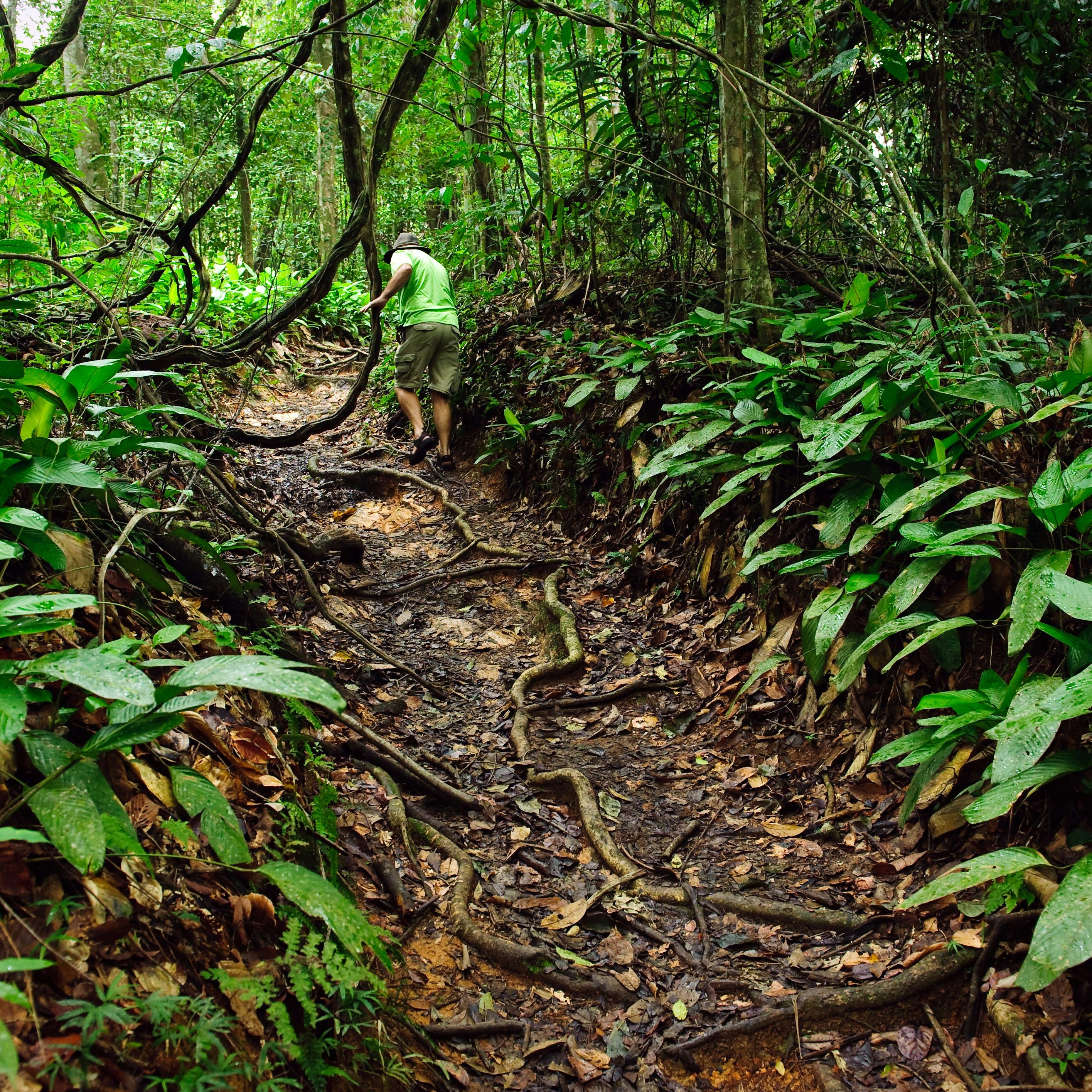 A tourist avoiding jungle vines as he explores a jungle path at the Asa Wright Nature Centre, Trinidad, Trinidad & Tobago
Asa Wright Nature Centre, Trinidad, Trinidad & Tobago - stock photo