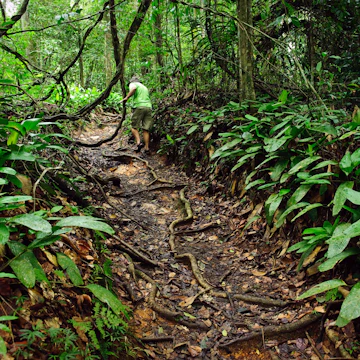 A tourist avoiding jungle vines as he explores a jungle path at the Asa Wright Nature Centre, Trinidad, Trinidad & Tobago
Asa Wright Nature Centre, Trinidad, Trinidad & Tobago - stock photo