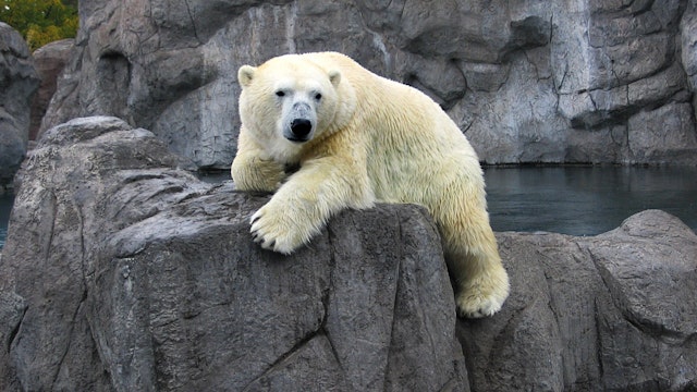 Polar Bear at the Albuquerque Zoo; Shutterstock ID 927801; your: Bridget Brown; gl: 65050; netsuite: Online Editorial; full: POI Image Update