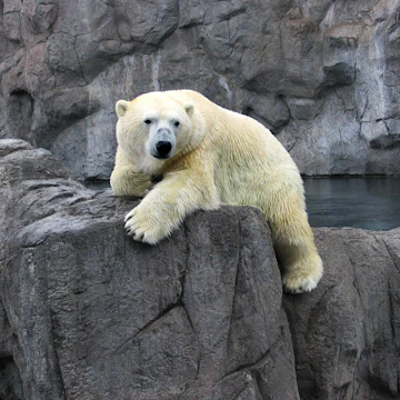 Polar Bear at the Albuquerque Zoo; Shutterstock ID 927801; your: Bridget Brown; gl: 65050; netsuite: Online Editorial; full: POI Image Update