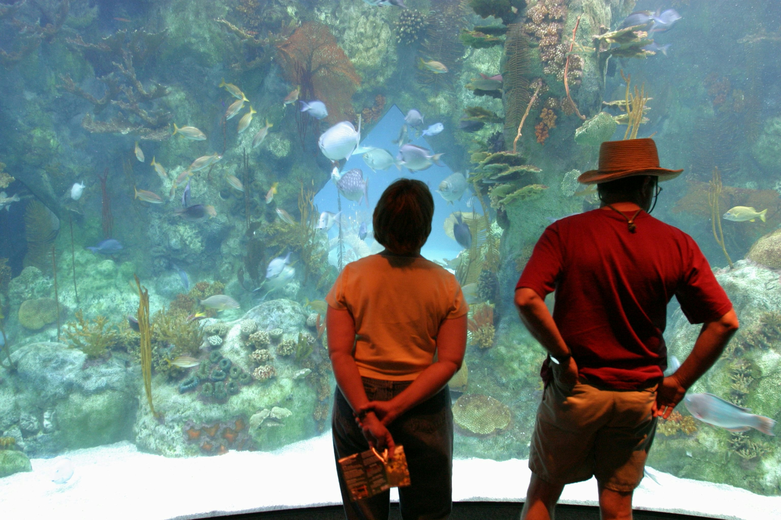 A couple looking at the 285,000 gallon shark tank at the Aquarium in Biological Park. (Photo by: Jeffrey Greenberg/Universal Images Group via Getty Images)
ABQ BioPark Aquarium
