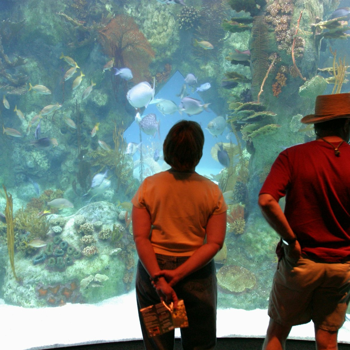 A couple looking at the 285,000 gallon shark tank at the Aquarium in Biological Park. (Photo by: Jeffrey Greenberg/Universal Images Group via Getty Images)
ABQ BioPark Aquarium
