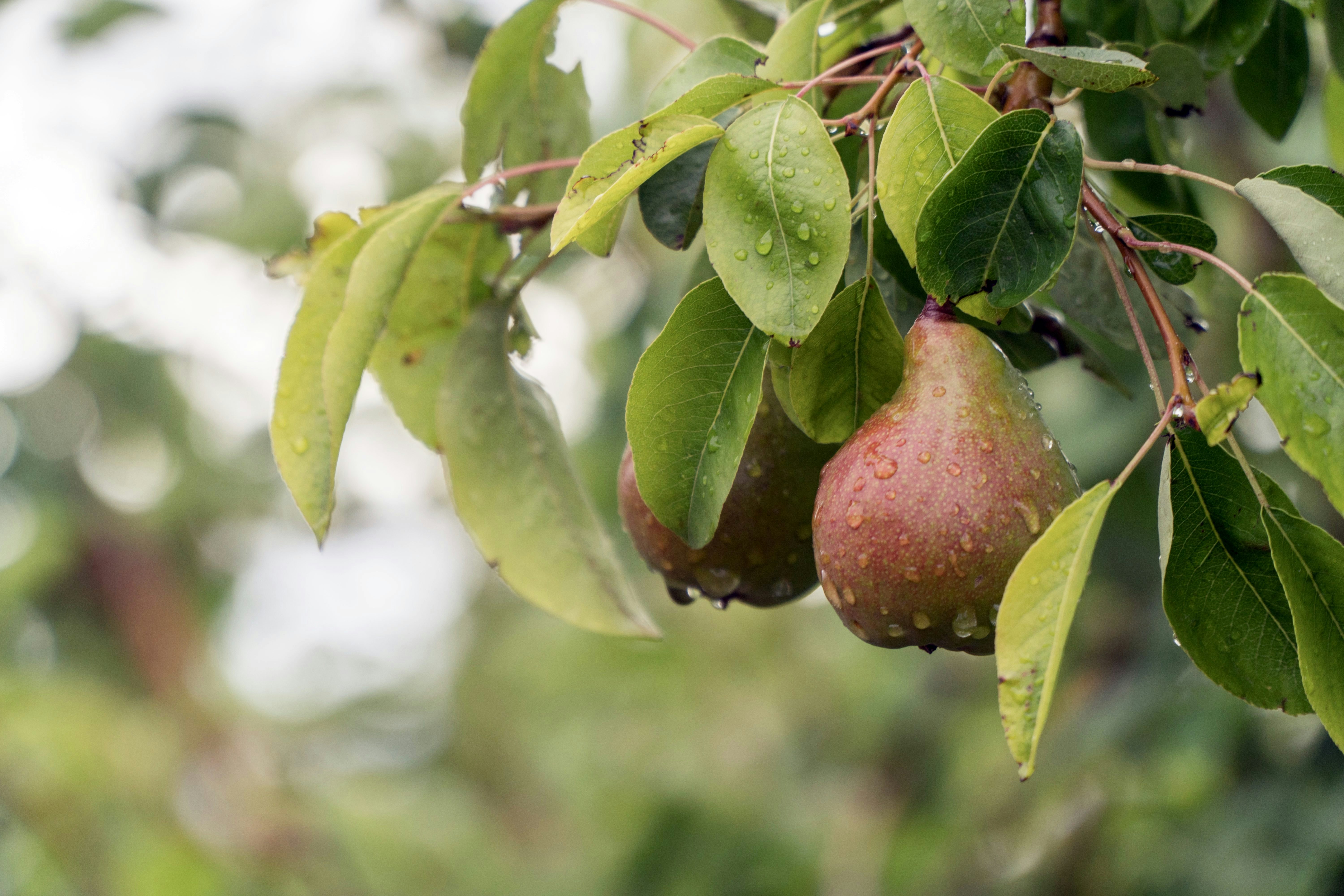 Gilcrease Orchard - stock photo
