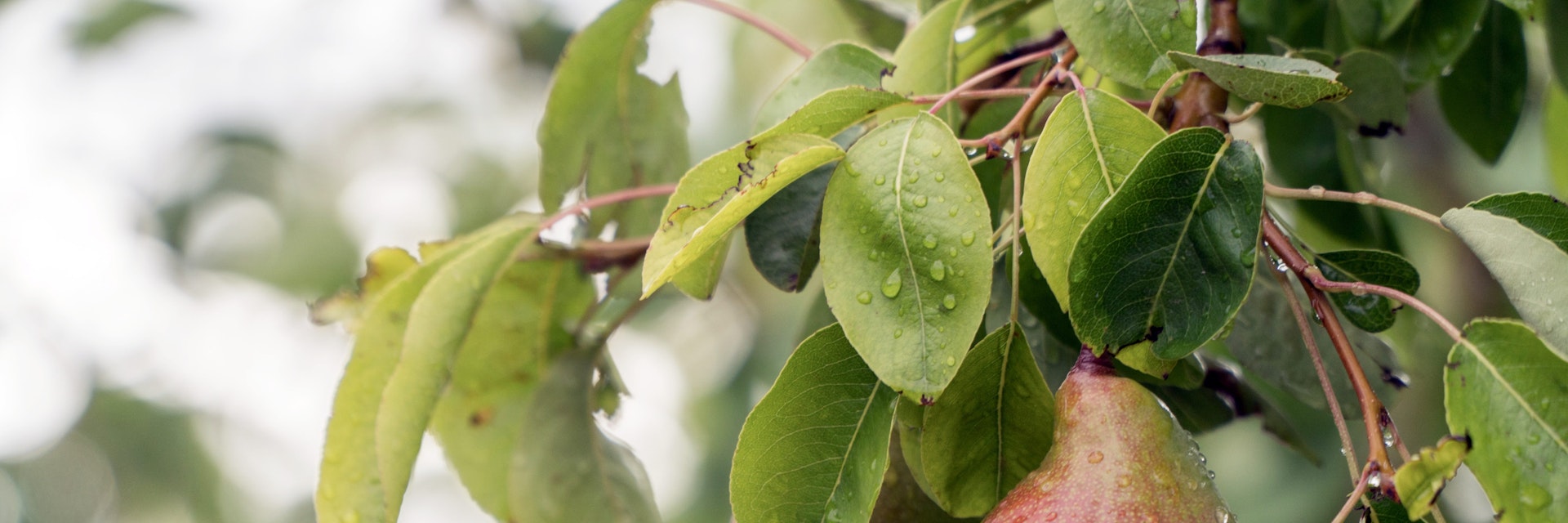 Gilcrease Orchard - stock photo