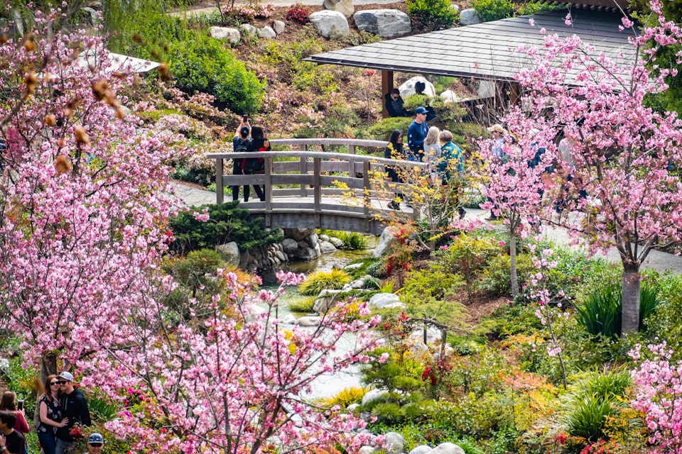 March 19, 2019 San Diego / CA / USA - Landscape in Japanese Friendship Garden during the Cherry Blossom Festival in Balboa Park; Shutterstock ID 1349470580; your: Bridget Brown; gl: 65050; netsuite: Online Editorial; full: POI Image Update