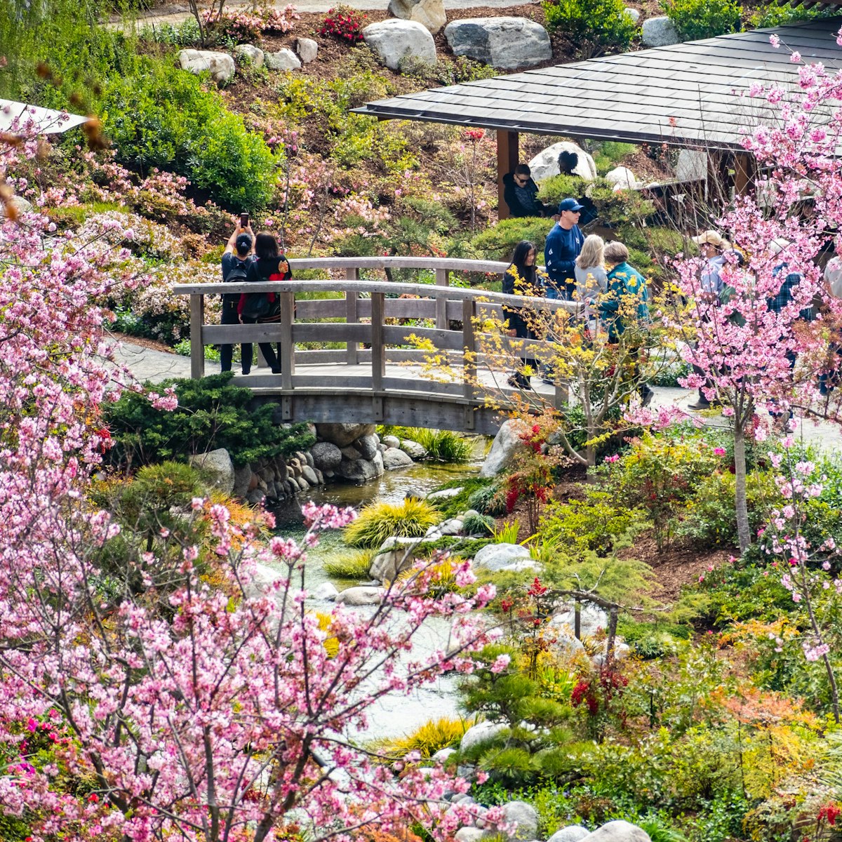 March 19, 2019 San Diego / CA / USA - Landscape in Japanese Friendship Garden during the Cherry Blossom Festival in Balboa Park; Shutterstock ID 1349470580; your: Bridget Brown; gl: 65050; netsuite: Online Editorial; full: POI Image Update