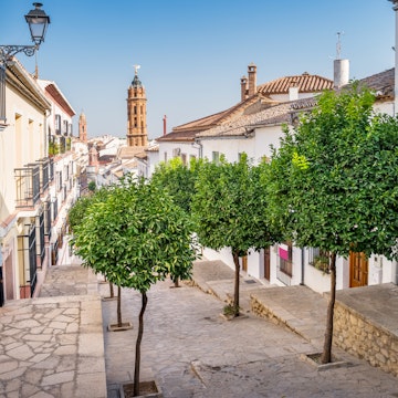 Citrus trees in downtown Antequera Andalusia Spain