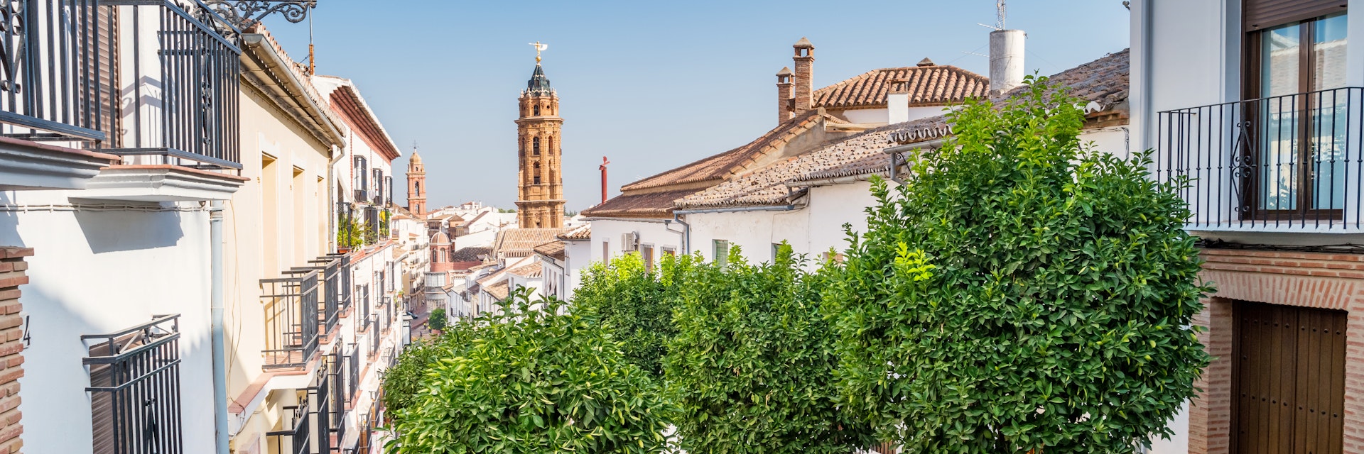 Citrus trees in downtown Antequera Andalusia Spain