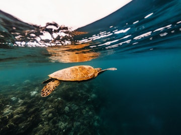 Big sea turtle floating underwater close to surface of water over coral reef, Moalboal, Cebu islands, Philippines