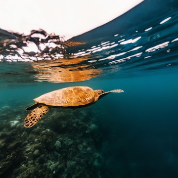 Big sea turtle floating underwater close to surface of water over coral reef, Moalboal, Cebu islands, Philippines