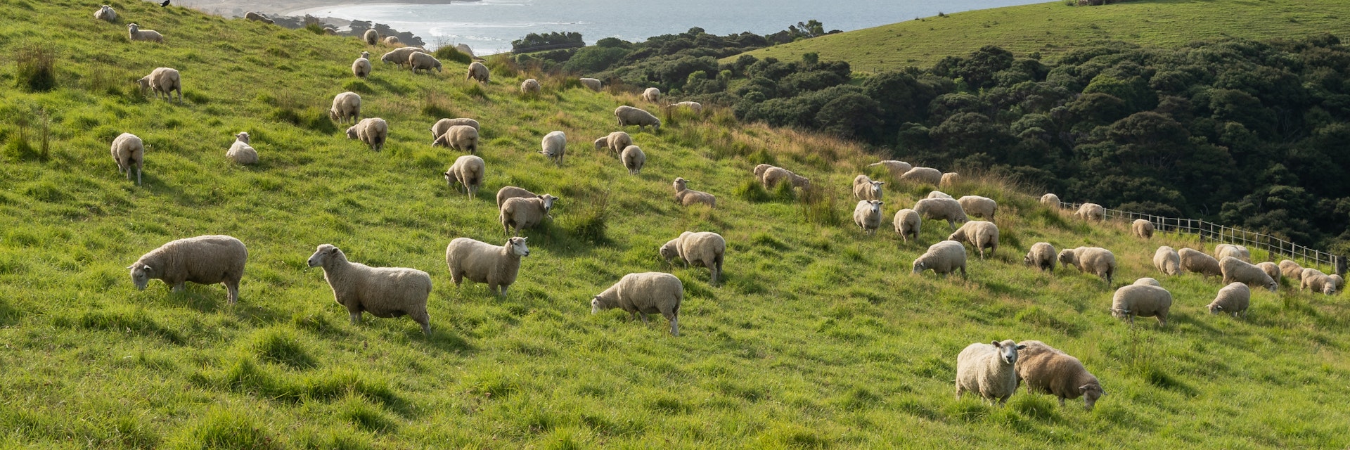 Gathering Sheep at Tawharanui Regional Park , New Zealand