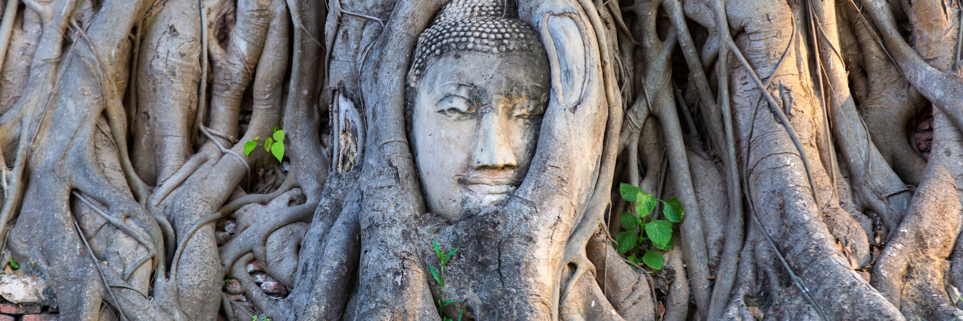 Head of Buddha statue in the tree roots at Wat Mahathat in Ayutthaya Province, Thailand