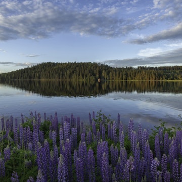 Lupines in bloom at the edge of a lake in Dalarna, Sweden, on a summer evening.