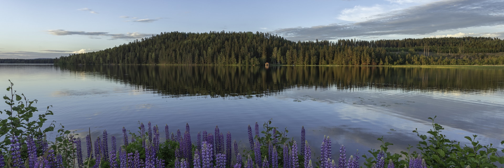 Lupines in bloom at the edge of a lake in Dalarna, Sweden, on a summer evening.