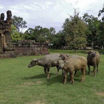 The buffalo is eating grass in Prasat Pueai Noi area of Khon Kaen, Thailand