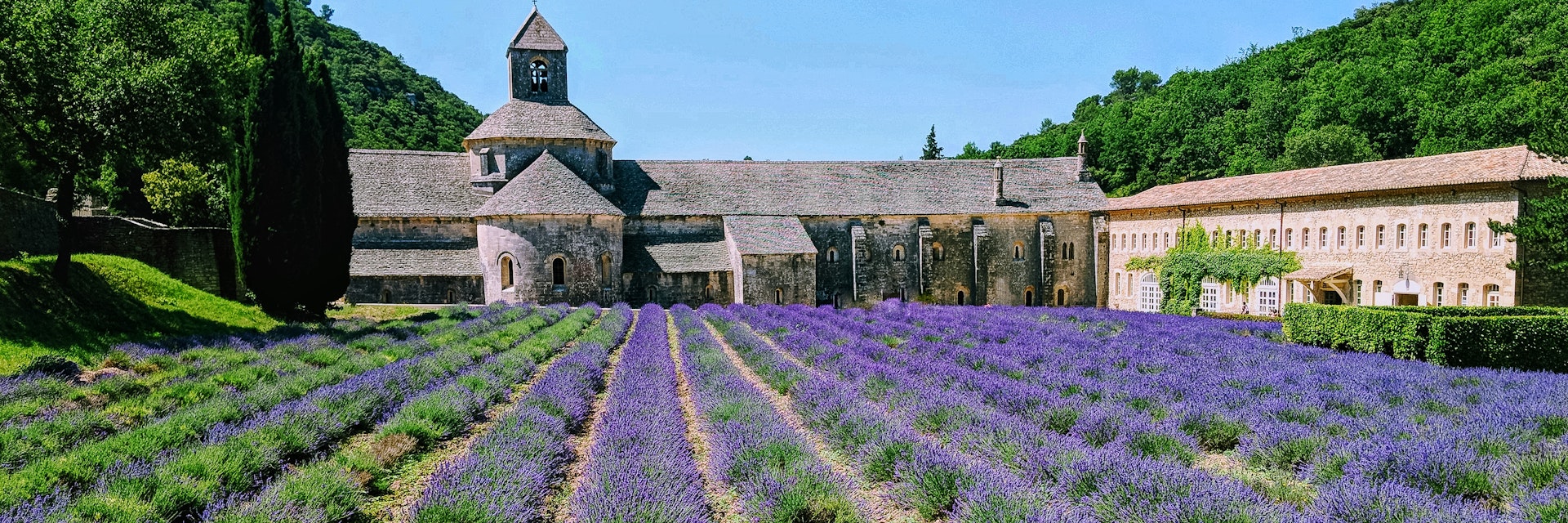 Abbey with lavender fields, Senanque, Provence, France, tourist attraction