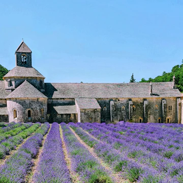 Abbey with lavender fields, Senanque, Provence, France, tourist attraction