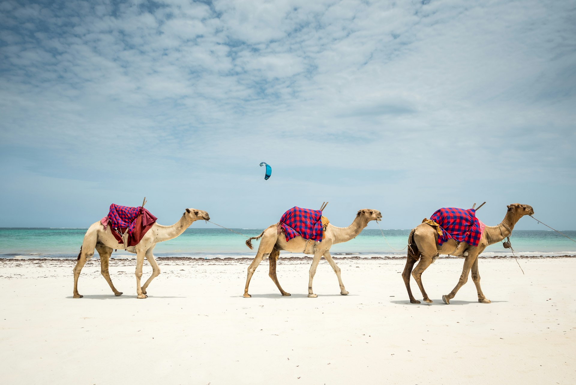 Three camels walking on the beach in Diani Beach, Kenya