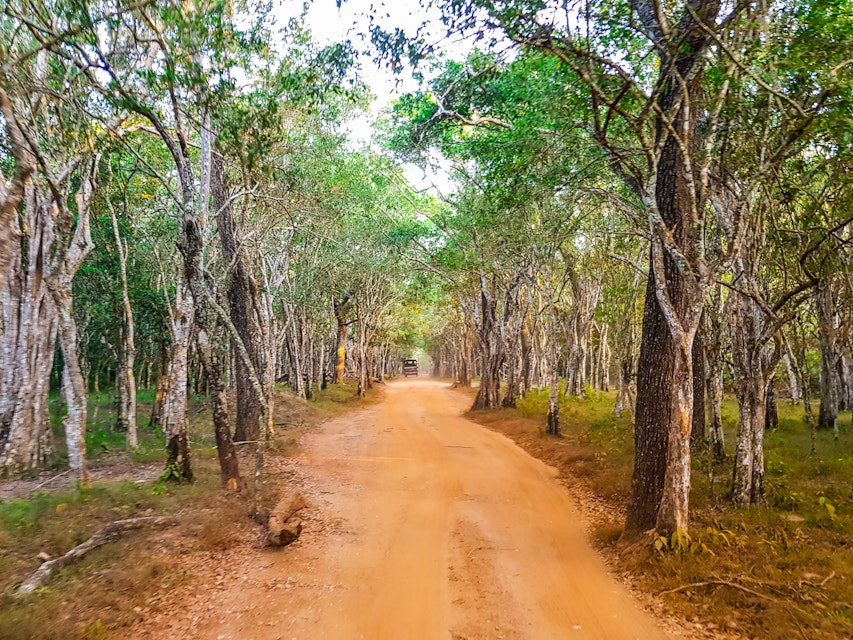 Safari in Wilpattu National Park, Sri Lanka