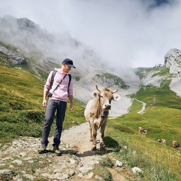 Young man walking with swiss cow on mountain footpath. Mount Pilatus, Lucerne, Switzerland.