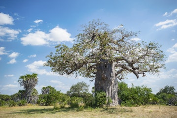 A large African Baobab tree (Adansonia digitata) in the dry savannah of Selous Game Reserve, Tanzania/East Africa.