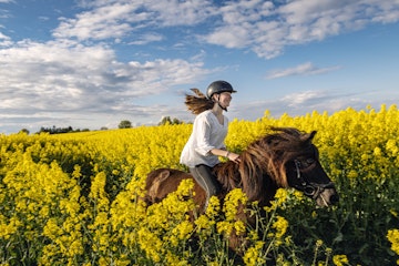 Thirteen year old girl riding her Icelandic horse through a bright yellow field of canola on a late summer evening on the island of Møn in Denmark. Colour, horizontal with lots of copy space. She is wearing a white cotton blouse, dark coloured riding trousers and a riding helmet.