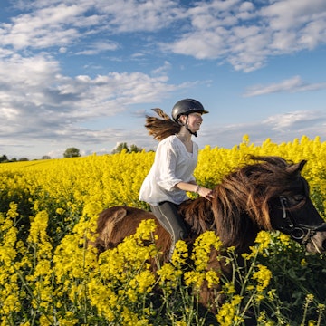 Thirteen year old girl riding her Icelandic horse through a bright yellow field of canola on a late summer evening on the island of Møn in Denmark. Colour, horizontal with lots of copy space. She is wearing a white cotton blouse, dark coloured riding trousers and a riding helmet.