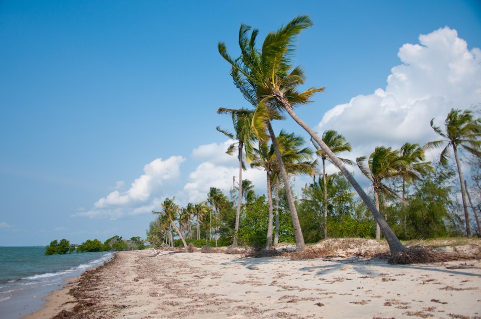 coconut palm trees on the beach in the indian ocean - national park saadani in tanzania east africa