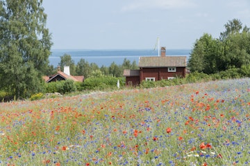 Swedish cottage seen over field of poppies and cornflowers. Lake Siljan in the distance.
