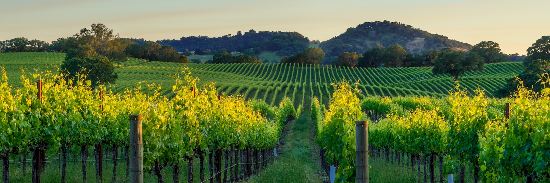 Sunset in the vineyards of Sonoma County, CA