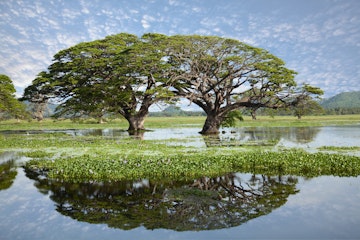 Two gigantic round shaped trees growing in the middle of a big lake with beautiful water reflection. Green vegetation on the surface of the lake, blue sky with small clouds. Tissamaharama, Sri Lanka