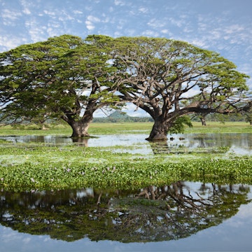 Two gigantic round shaped trees growing in the middle of a big lake with beautiful water reflection. Green vegetation on the surface of the lake, blue sky with small clouds. Tissamaharama, Sri Lanka