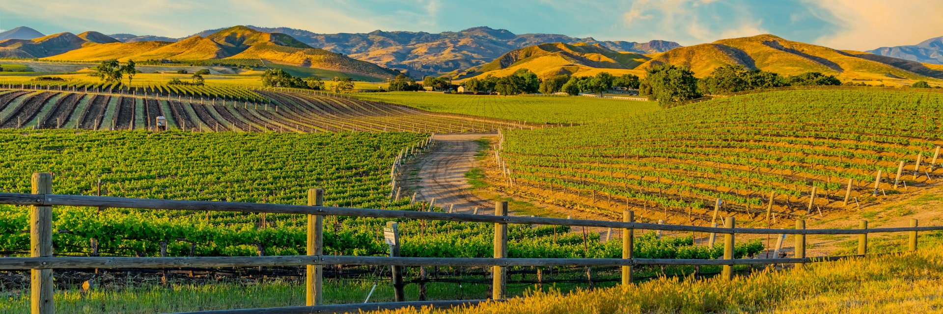 Spring crop; wine country; rolling hills; rows of crops; lush vegetation; Travel destination; rolling vineyard; agricultural field