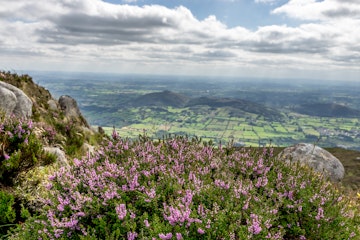 View from the top of Slieve Gullion (County Armagh), looking across heather in bloom and below an Irish rural landscape, stretching from County Armagh (Northern Ireland, UK) across to County Louth (Republic of Ireland).  The open border between the United Kingdom and Republic of Ireland winds its way through fields, villages, farmsteads and along roads for 310 miles (499 km).