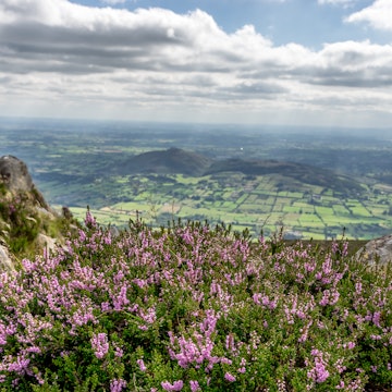 View from the top of Slieve Gullion (County Armagh), looking across heather in bloom and below an Irish rural landscape, stretching from County Armagh (Northern Ireland, UK) across to County Louth (Republic of Ireland).  The open border between the United Kingdom and Republic of Ireland winds its way through fields, villages, farmsteads and along roads for 310 miles (499 km).