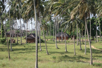 An idyllic farm village in the middle of palm trees in inland of Kilifi County, Kenya