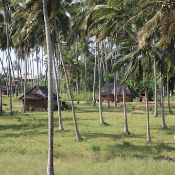 An idyllic farm village in the middle of palm trees in inland of Kilifi County, Kenya