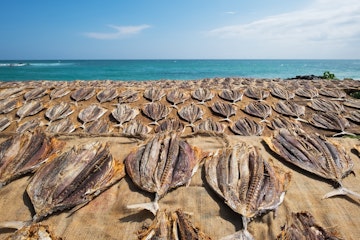 Traditional salted fish drying on racks in Midigama Srilanka. Local way of preparing delicious fish