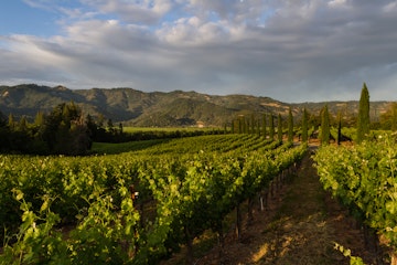 Napa valley landscape, with rows of healthy green grape vines
