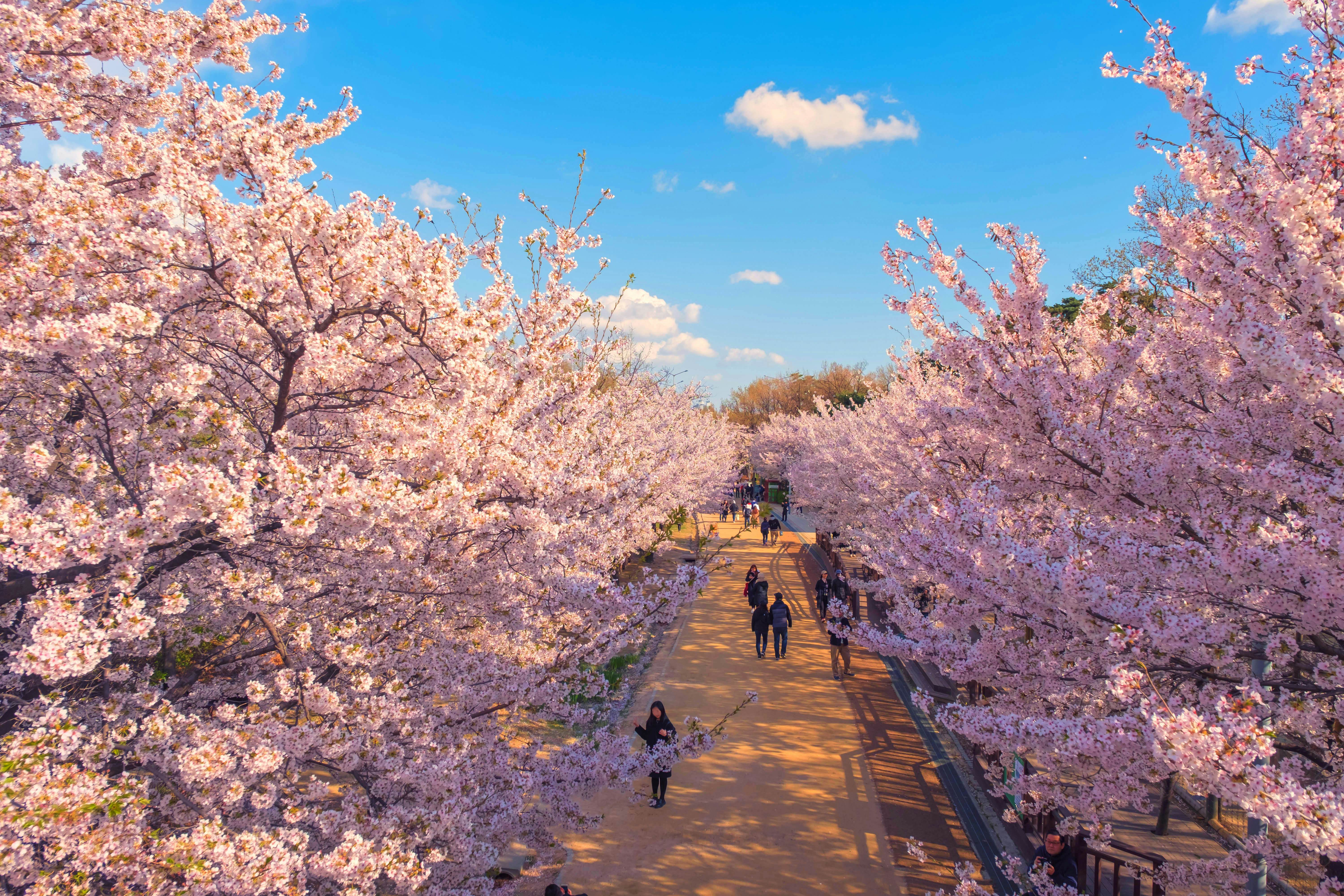 Things to know before traveling to South Korea - Lonely Planet