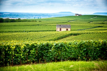 Champagne, Reims. Montagne de Reims. Hills covered with vineyards. France