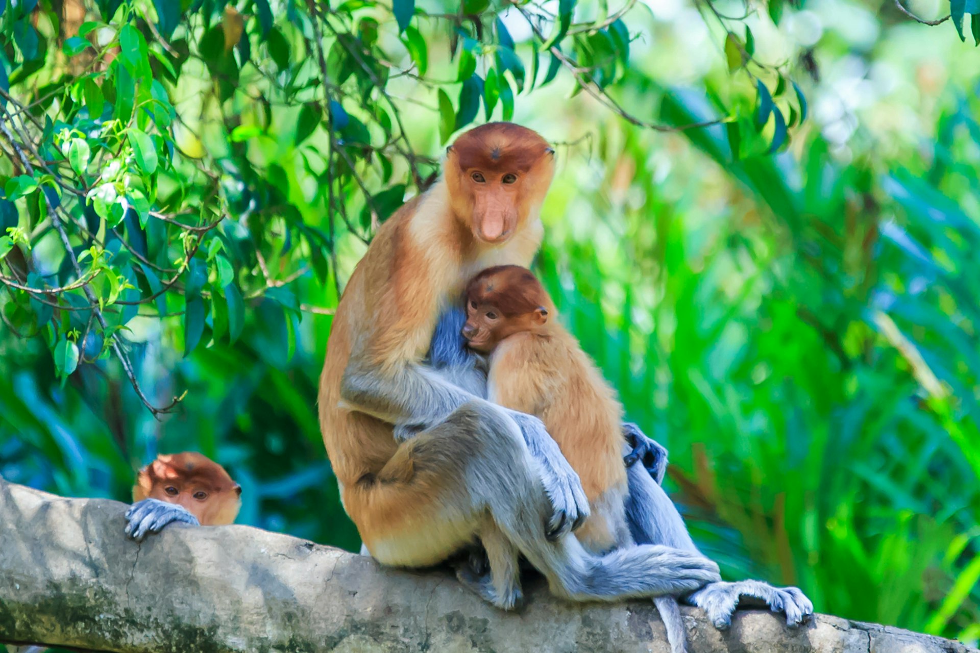 A proboscis monkey sitting on a tree branch with its child. 