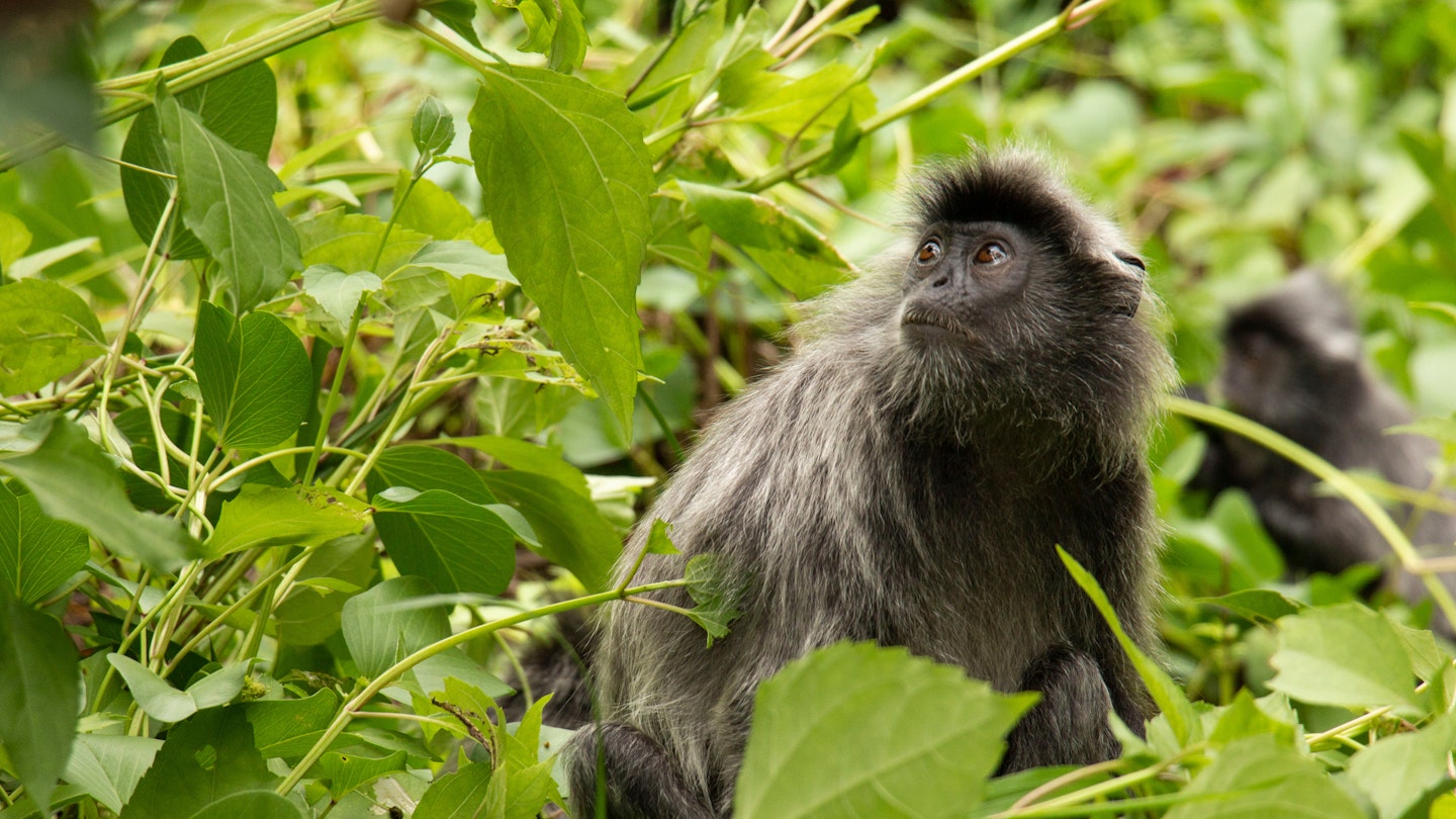 Silver leaf monkey in the jungle of Bako National Park.
