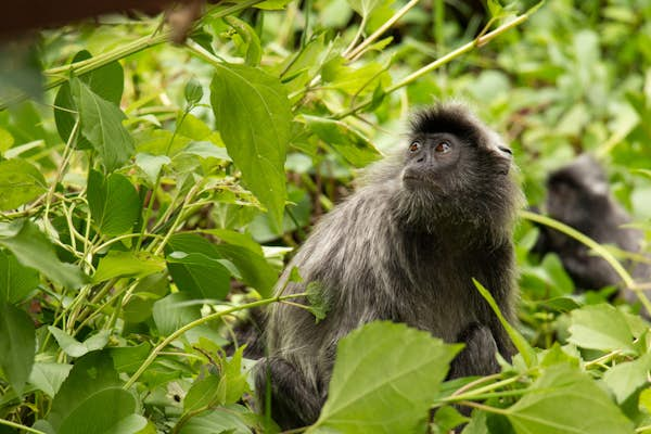 Malaysia Wildlife Adventure  - Final Thoughts on Malaysia's Natural Heritage